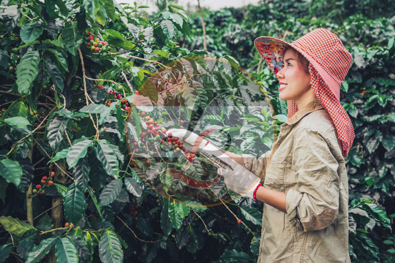 Cung cấp cà phê nhân Robusta