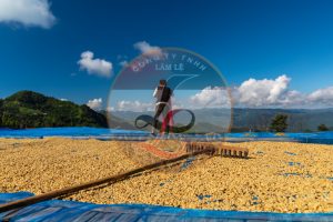 Cung cấp cà phê hạt rang xuất khẩu chất lượng cao