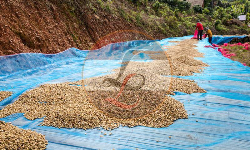 Cung cấp cà phê xuất khẩu chất lượng cao