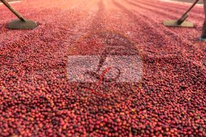 Cung cấp cà phê xuất khẩu chất lượng cao