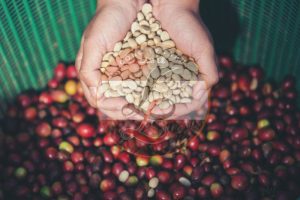 Cung cấp cà phê nhân xuất khẩu