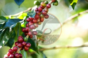 Nhà cung cấp cà phê nhân